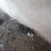 باسلام بچه خرگوش خونگی قیمت مناسب