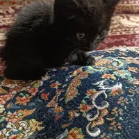 بچه گربه