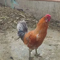 خروس چهل تاج