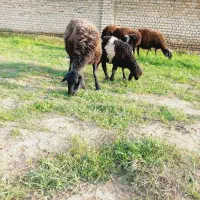 گوسفند بره دار