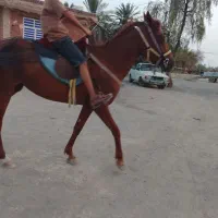 اسب مادیون35 ملیون