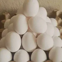 تخم مرغ عمده و خرده