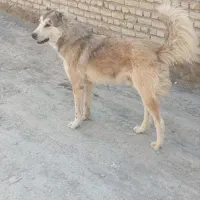 فروش سگ
