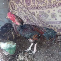 خروس سالم