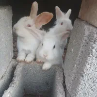 خرگوش