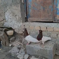 کبوترکله سرخ زرد