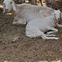 یک عدد بز وکره سانا