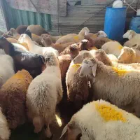 عرضه گوسفند بهداشتی بامکان مجهزخرید حضوری وارسال