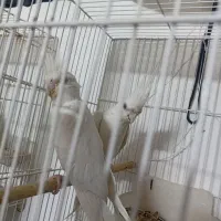 عروس آلبینو جفت به شرط معاوضه با کوتوله