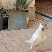 کبوتر