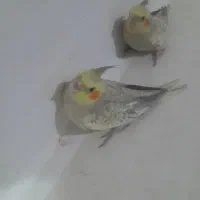 جوجه عروس هلندی