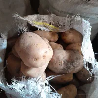 سیب‌زمینی اگریا
