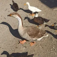 قوقاز