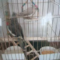 عروس هلندی نروماده