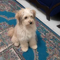 واگذاری  سگ نژاد شیتزو