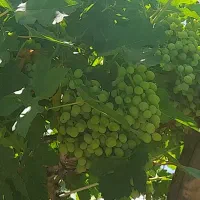 شیرین بیان و غوره قیزیل اوزیم موجود هست