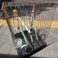 قفس عروس هلندی