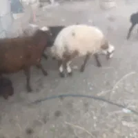 بره نر