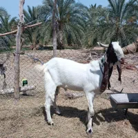 پاچن اصیل