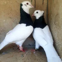 کبوتر طوقی سیاه عتیقه