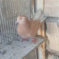 کبوتر سرور