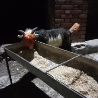 بیگ‌نر‌