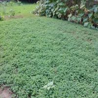 برگ ترش واش کیلویی ۱۵۰ هزار تومان