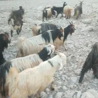 ۴۰بز،، ۴۰بیگ