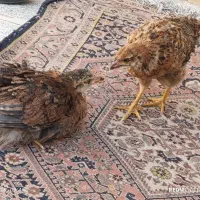 جوجه