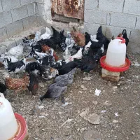 مرغ خروس گیلین