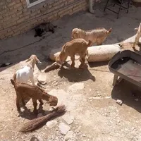 چهار عدد بز و بزغاله ی داشتی