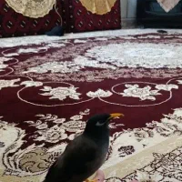 مینا