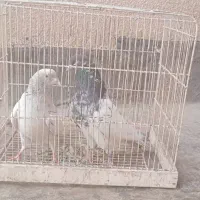 یک جفت کفتر  نر و ماده