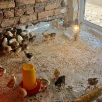 تعدادی جوجه محلی کردی اصیل و کوشین و غاز و اردک
