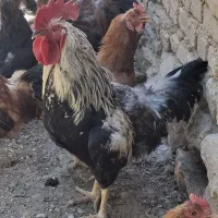 خروس