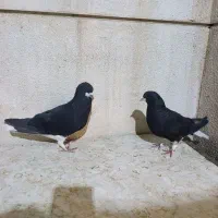 یک جفت شهری