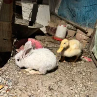 یک عدد خرگوش لوپ و یک عدد جوجه اردک