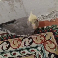 یک عدد عروس هلندی ماده وآمادی جفت گیری