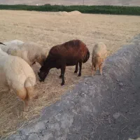 میش افشار