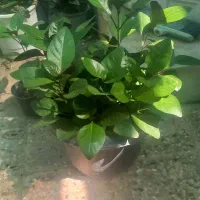 گل های مقاوم تابستانی