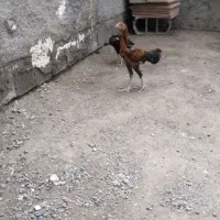 جوجه فروشی