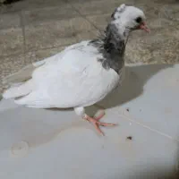 یک عدد جوجه طوقی هفت‌رنگ