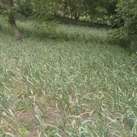 سیر محلی روستای شیله وشت