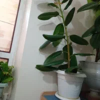 گل های فروشی