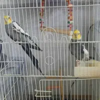 مرغ عروس نر