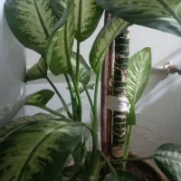 گل دیفن|گل و گیاه طبیعی|نیشابور, شهید بهشتی|دیوار