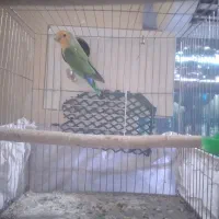 طوطی برزیلی