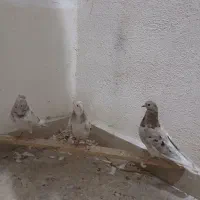 کبوتر
