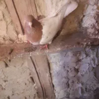 کبوتر|پرنده|تبریز, |دیوار