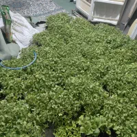 نشا گوجه
